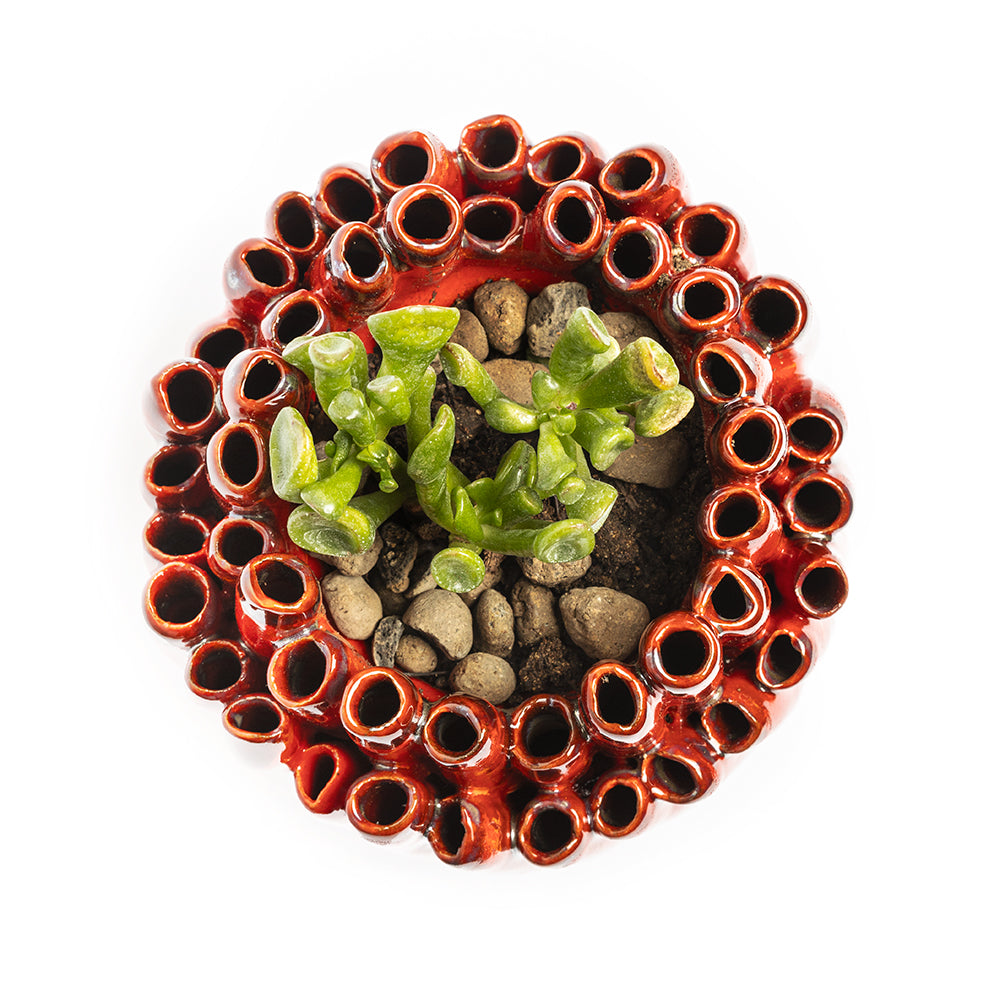Porta Piantina Anemone