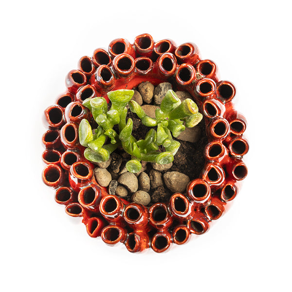 Porta Piantina Anemone